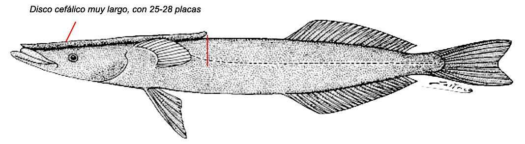 Remora australis_01.jpg